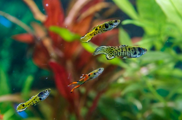 Breeding in endler guppies