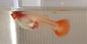 Read more about the article Pregnant Guppy Care<span class="wtr-time-wrap after-title"><span class="wtr-time-number">9</span> min read</span>