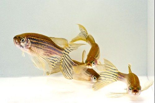 It is extremely easy to breed zebra danio longfin