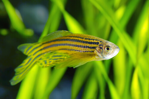 Longfin zebra danio fish are completely omnivorous