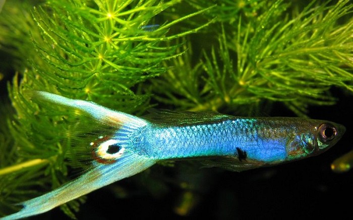 Creating an aquarium for your blue guppies