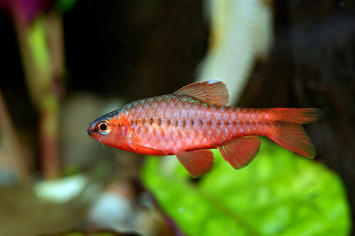 Cherry Barb