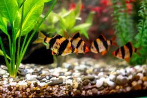 Read more about the article Small Barb Fish For Your Tank<span class="wtr-time-wrap after-title"><span class="wtr-time-number">9</span> min read</span>