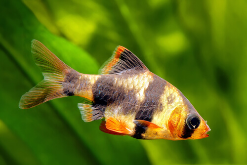 Common Health Issues of small barbs