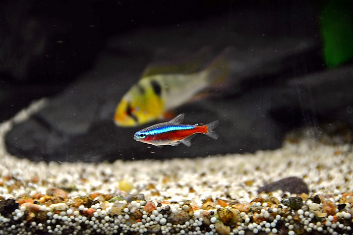 Tankmates of cardinal tetra