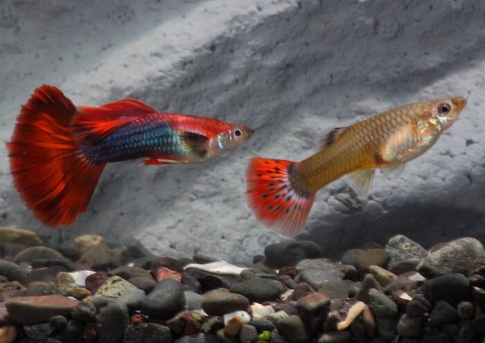 Tuxedo guppy fish color variations