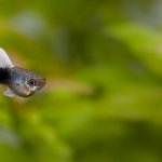 Tuxedo Guppy Care Guide