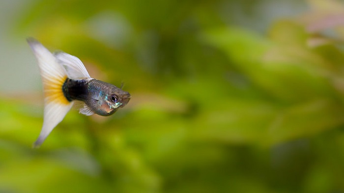 What do female Tuxedo Guppies Look Like?