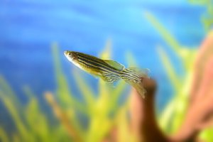 Read more about the article 10 Facts About Longfin Zebra Danio<span class="wtr-time-wrap after-title"><span class="wtr-time-number">7</span> min read</span>