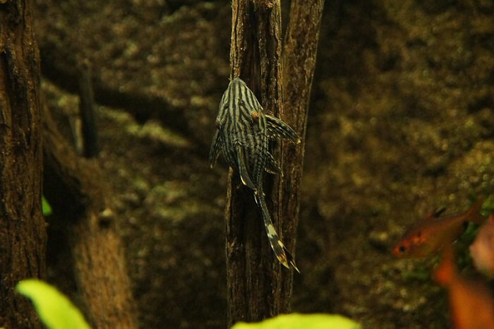 Breeding royal plecos