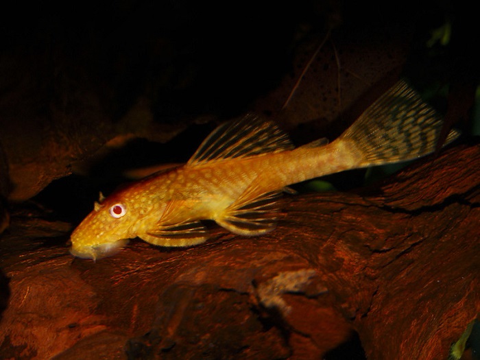 albino bristlenose pleco breeding 