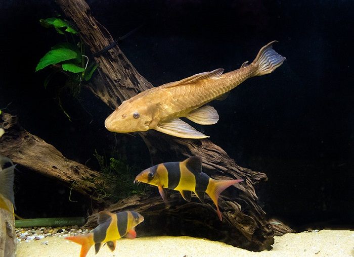 Tankmates of albino bristlenose pleco