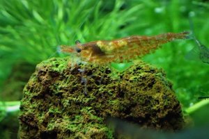 Read more about the article Do Algae Eaters Eat Fish Food?<span class="wtr-time-wrap after-title">7 mins read</span>