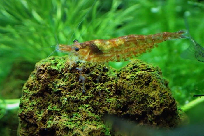 Do Algae Eaters Eat Fish Poop?