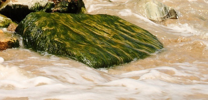 Algae