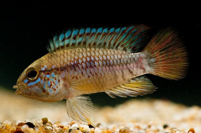 Apistogramma Cichlid