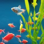 15 Aquarium Most Colorful Freshwater Fish