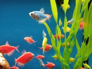 Read more about the article 15 Aquarium Most Colorful Freshwater Fish<span class="wtr-time-wrap after-title">7 mins read</span>