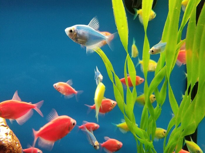 Read more about the article 15 Aquarium Most Colorful Freshwater Fish