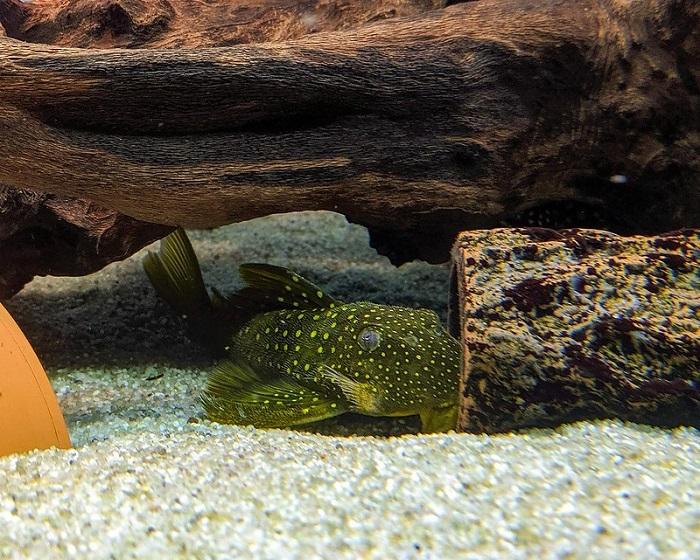 Breeding in green phantom pleco 