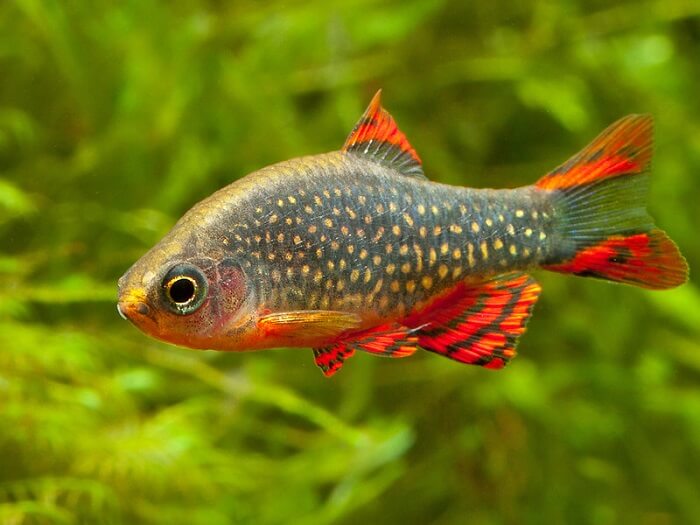 Celestial Pearl Danio