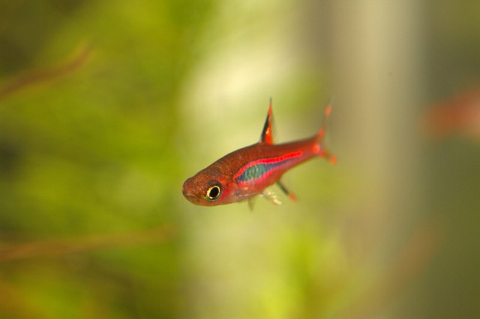 Chili Rasbora