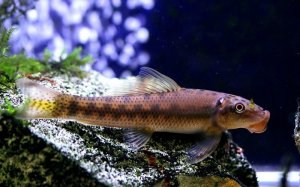 Read more about the article Chinese Algae Eater Care Guide<span class="wtr-time-wrap after-title">7 mins read</span>