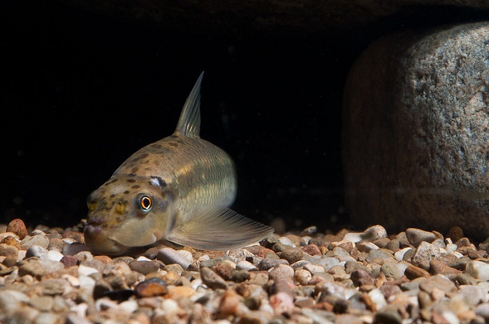 Chinese Algae Eaters