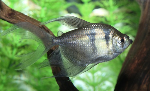 Choosing  healthy black skirt tetra fish