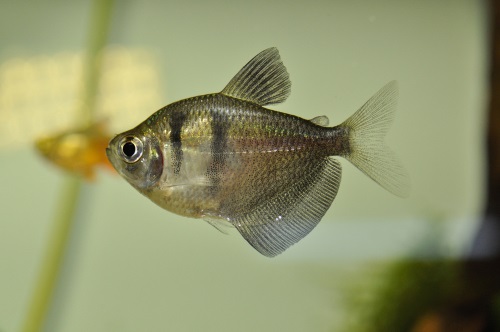 Color variations in the black skirt tetra