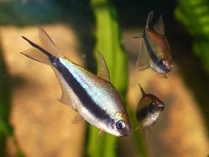 Species information of emperor tetra