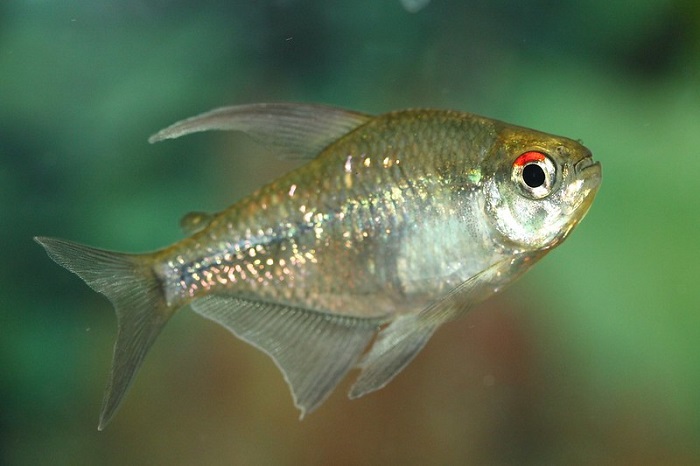 Color variations of the diamond tetra