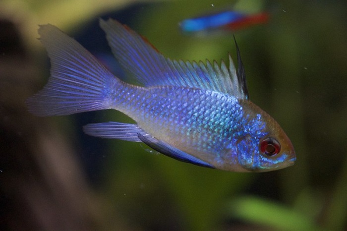 Electric Blue Ram