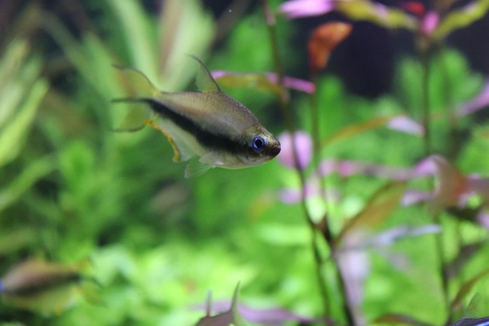 Male Emperor tetra