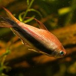 Emperor Tetra Care Guide