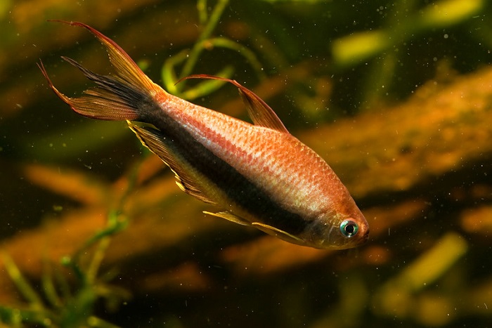 Rainbow Emperor Tetra