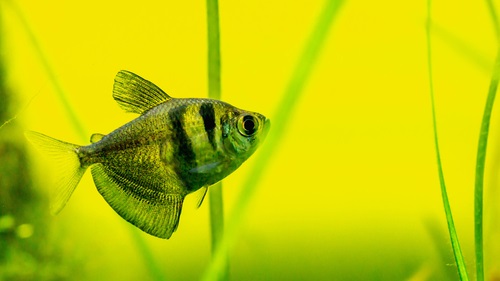 Feeding black skirt tetra fish