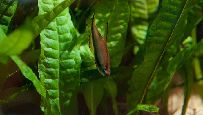 Feeding emperor tetra fish