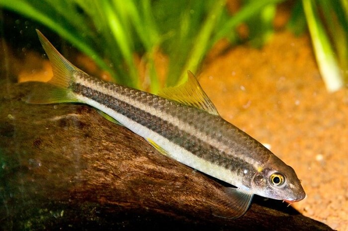 Garra Or Doctor Fish