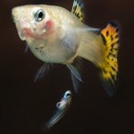 How Do Guppies Give Birth?