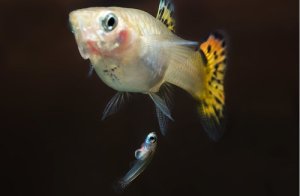 Read more about the article How Do Guppies Give Birth?<span class="wtr-time-wrap after-title"><span class="wtr-time-number">9</span> min read</span>