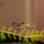 5 Actions You Must Take When Your Guppy Is About To Give Birth