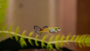 Do Guppies Give Birth at Night?