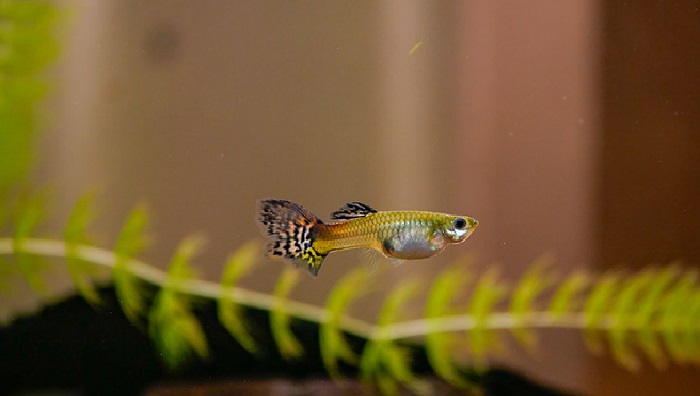 Do Guppies Give Birth at Night?