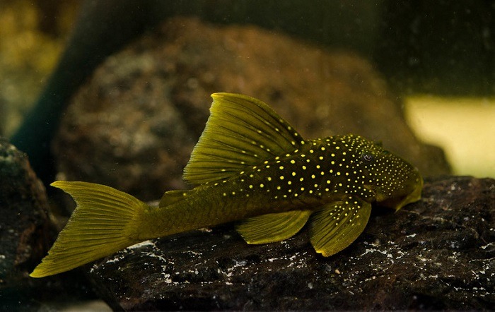 Feeding to green phantom pleco 