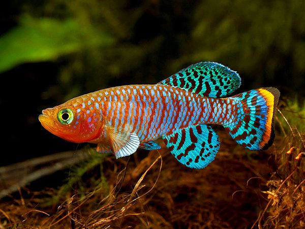 Killifish Species