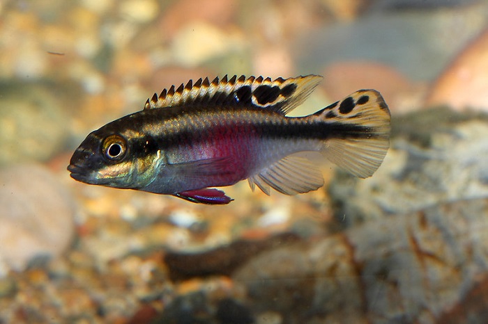 Kribensis Cichlid