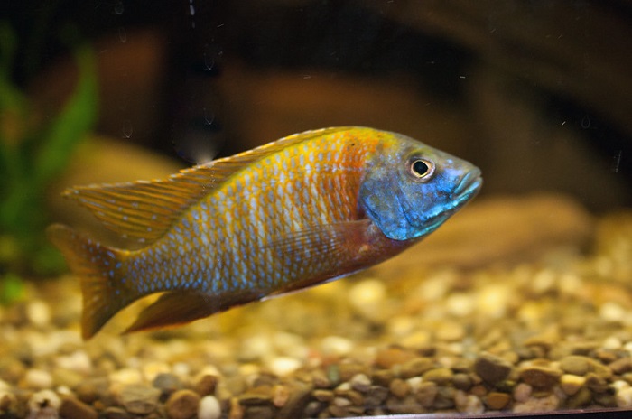 Peacock Cichlid