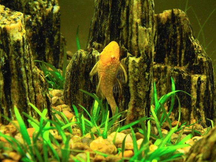 Pests And Diseases in albino bristlenose pleco 