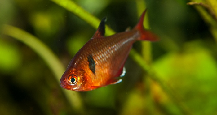 Appearance of red phantom tetra 